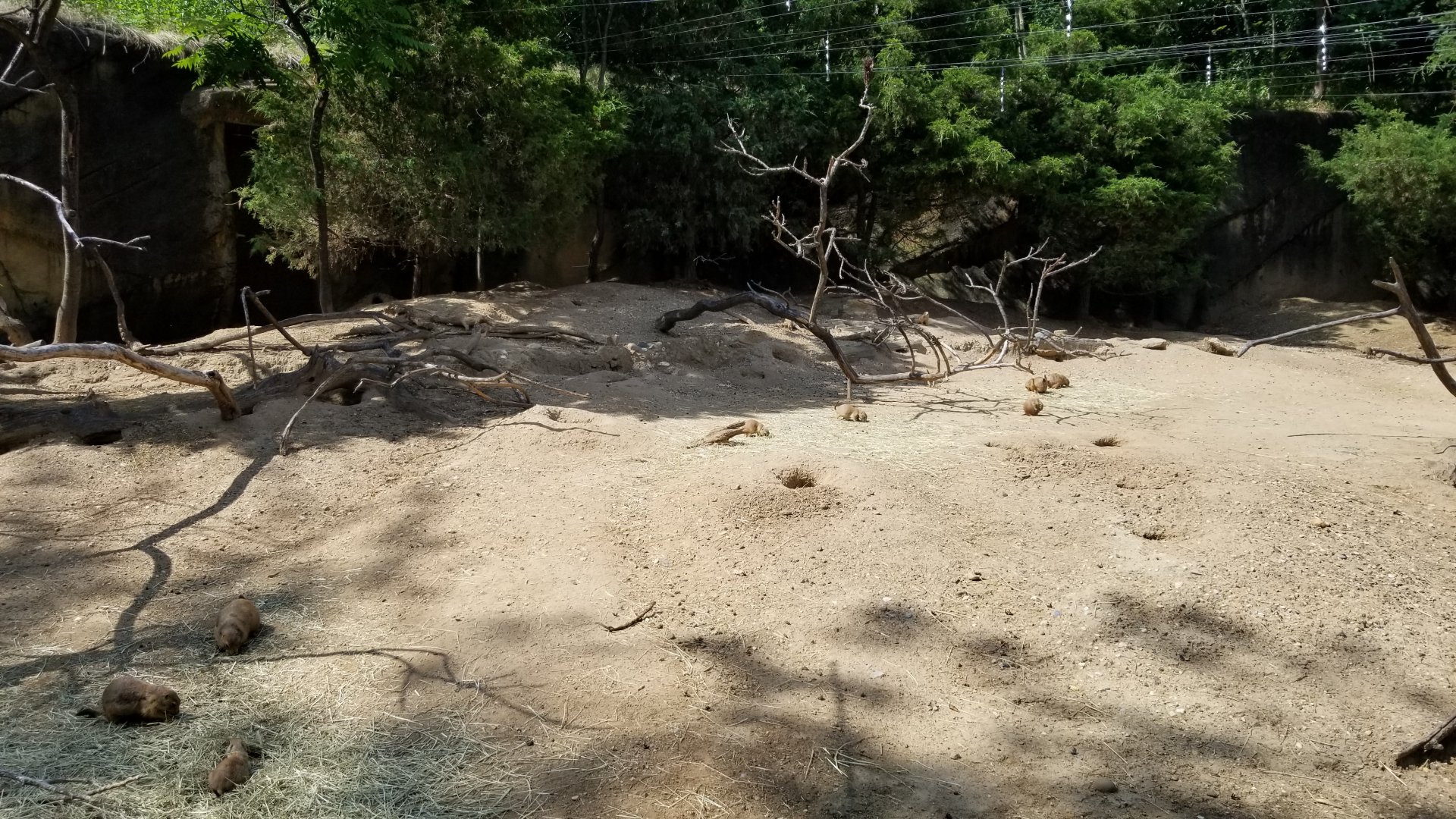 Maryland Zoo - Black-tailed prairie dogs