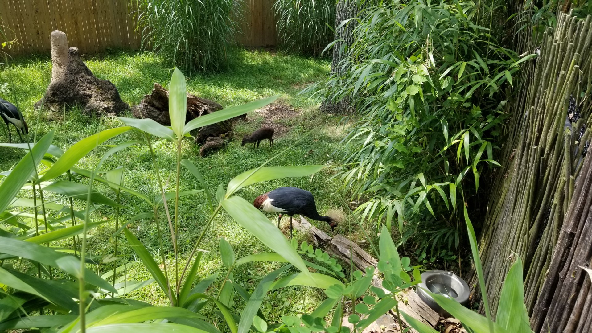 Maryland Zoo - Blue duiker, black crowned cranes