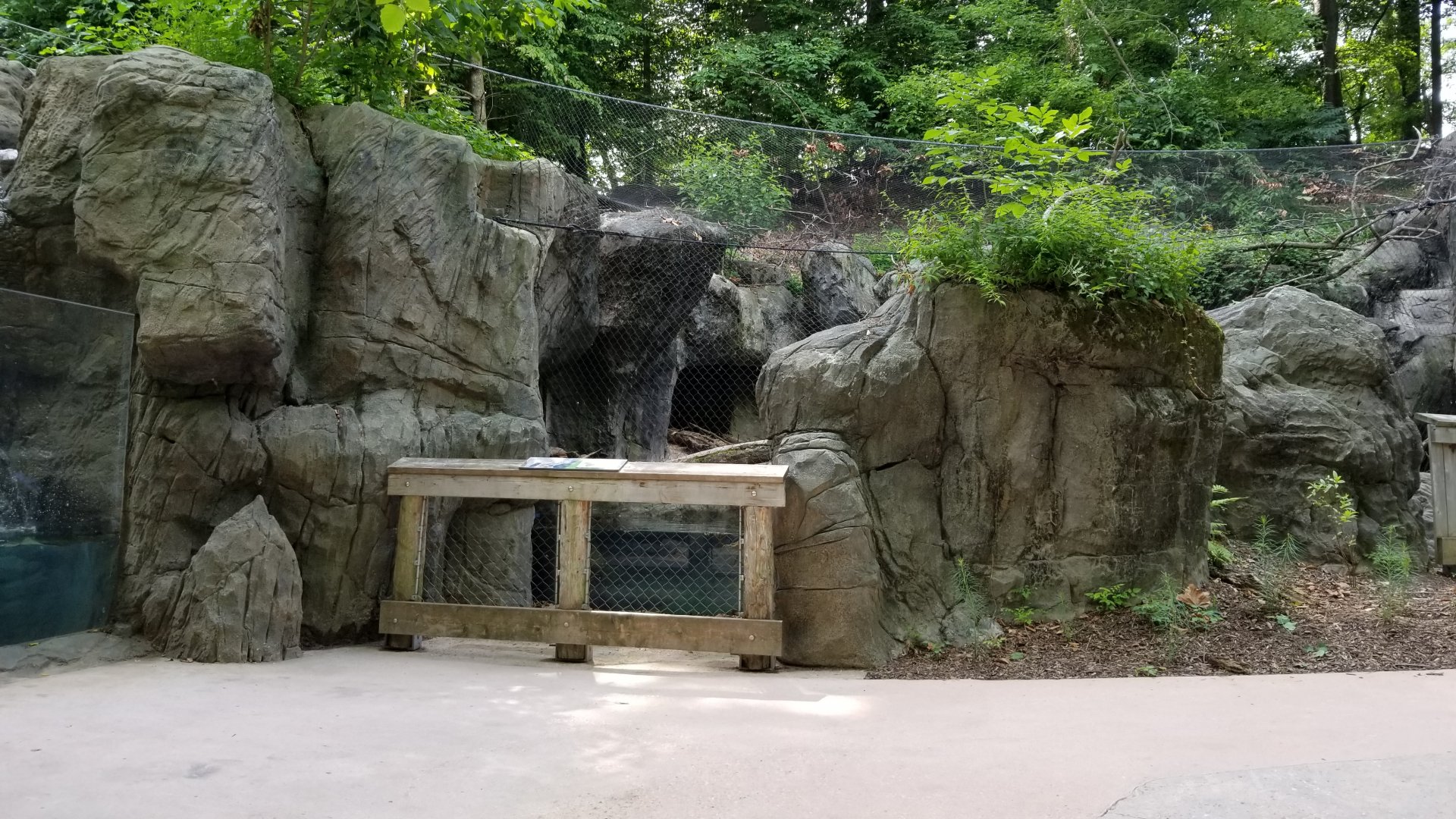Maryland Zoo - Bobcat