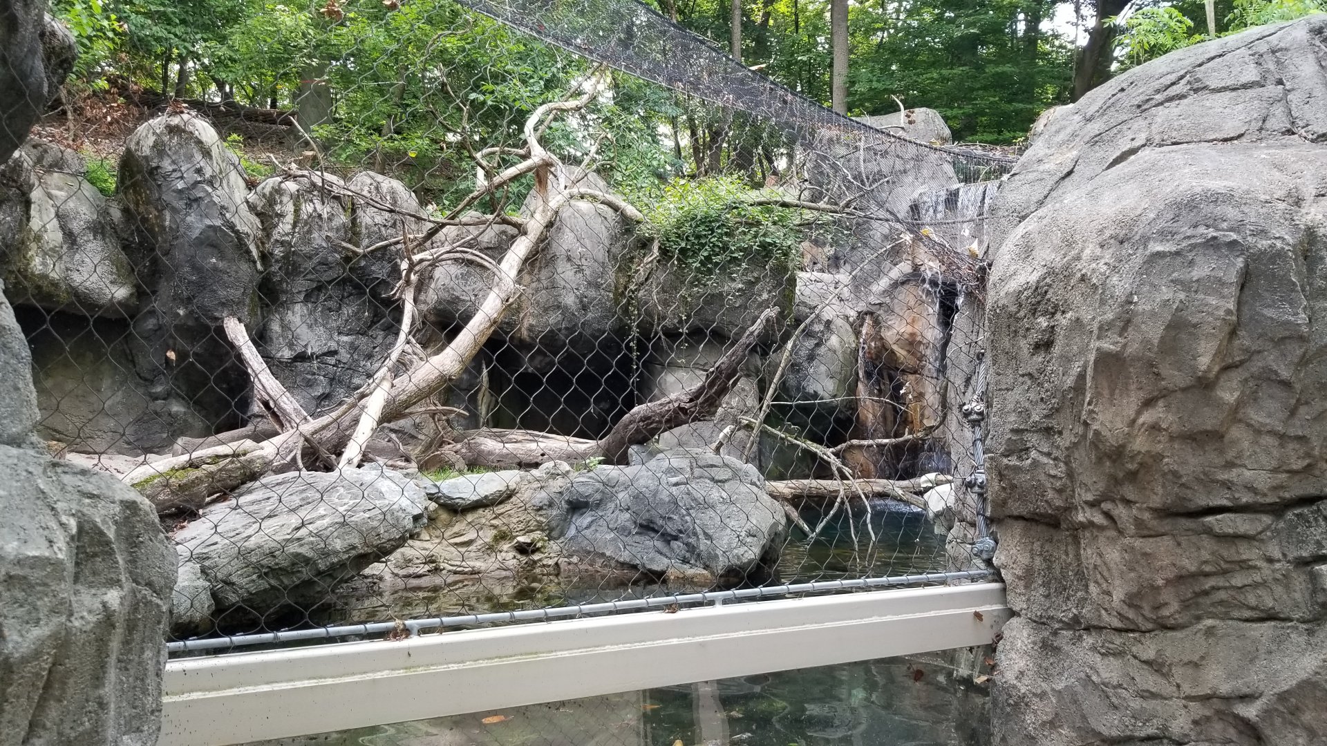 Maryland Zoo - Bobcat