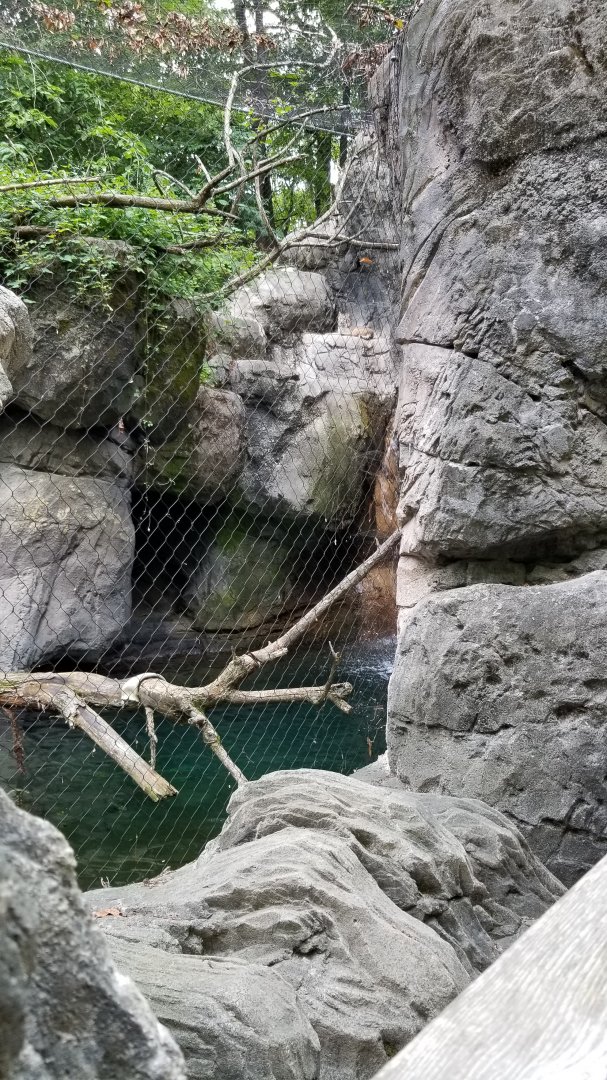 Maryland Zoo - Bobcat