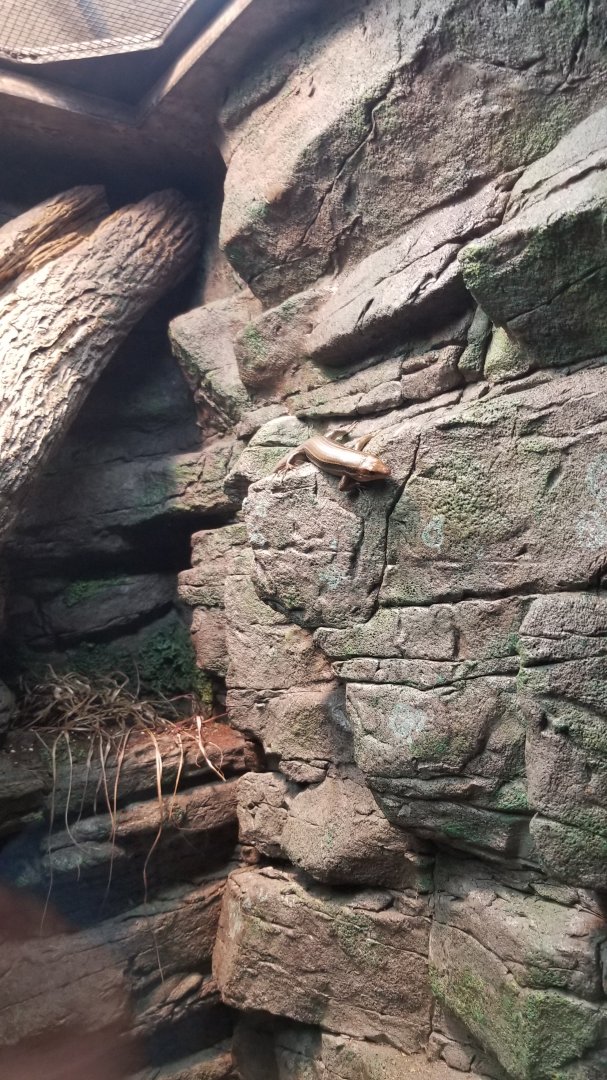 Maryland Zoo - Broad-headed skink