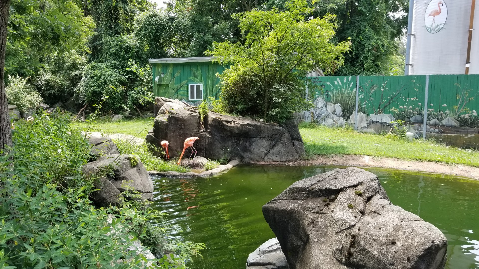 Maryland Zoo - Caribbean flamingo