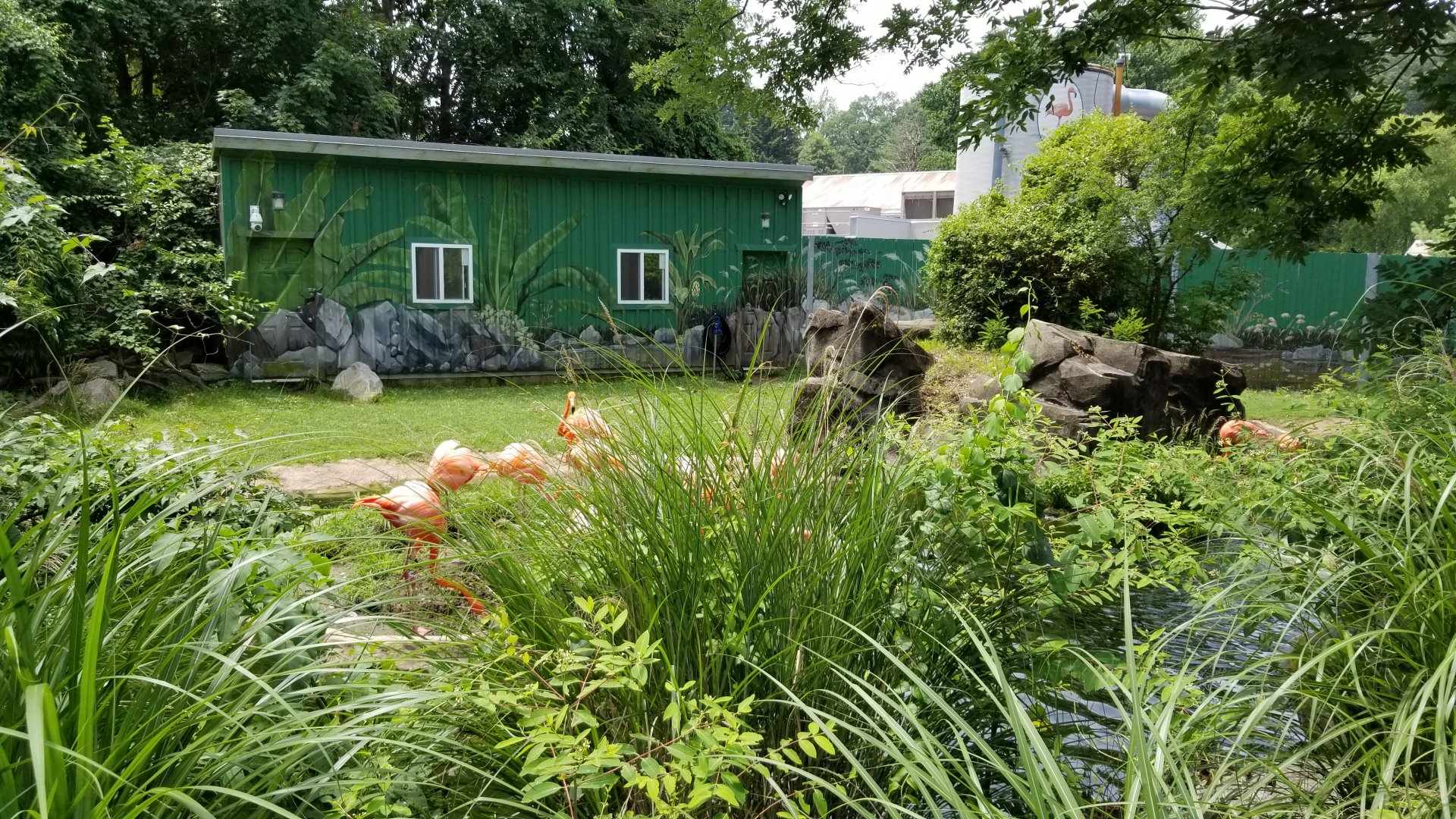 Maryland Zoo - Caribbean flamingo