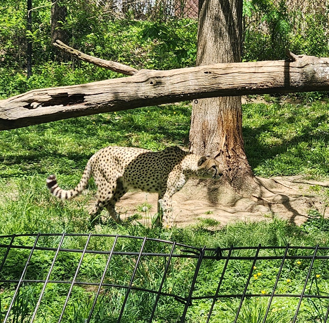 Maryland Zoo - Cheetah
