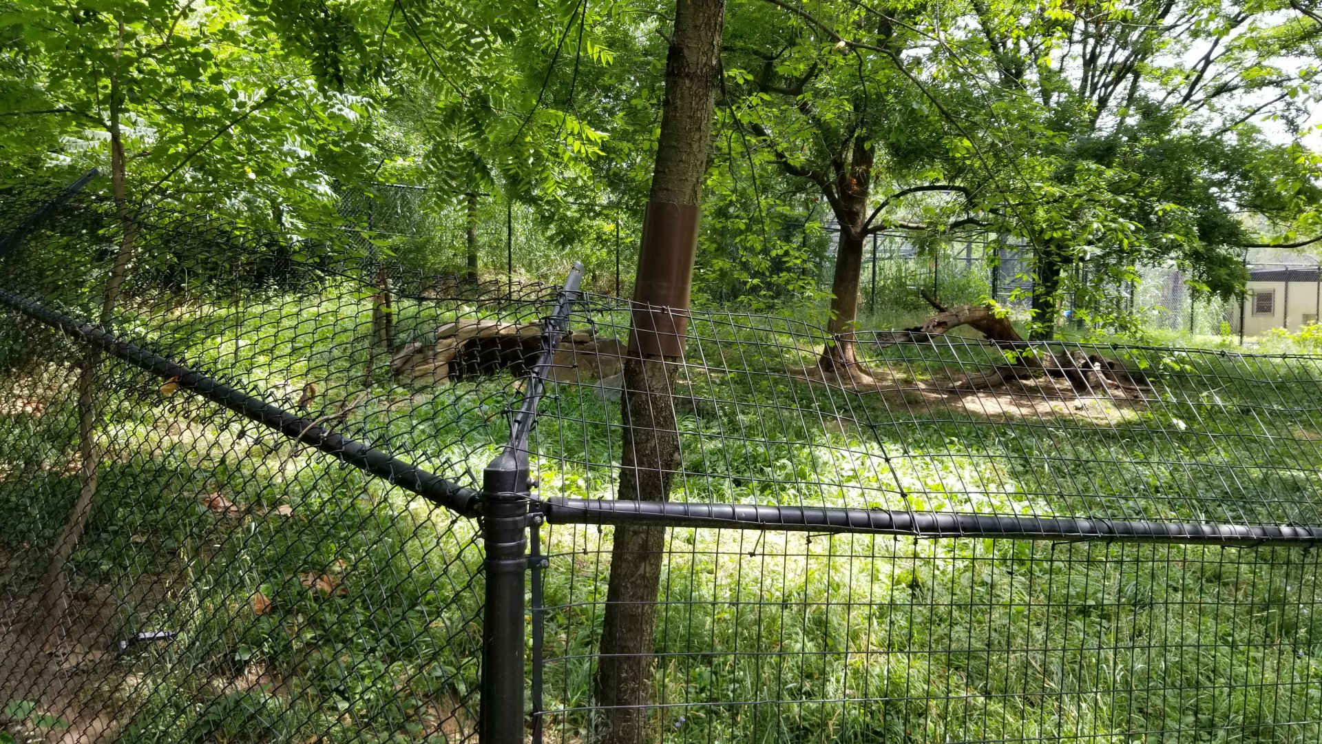 Maryland Zoo - Cheetahs
