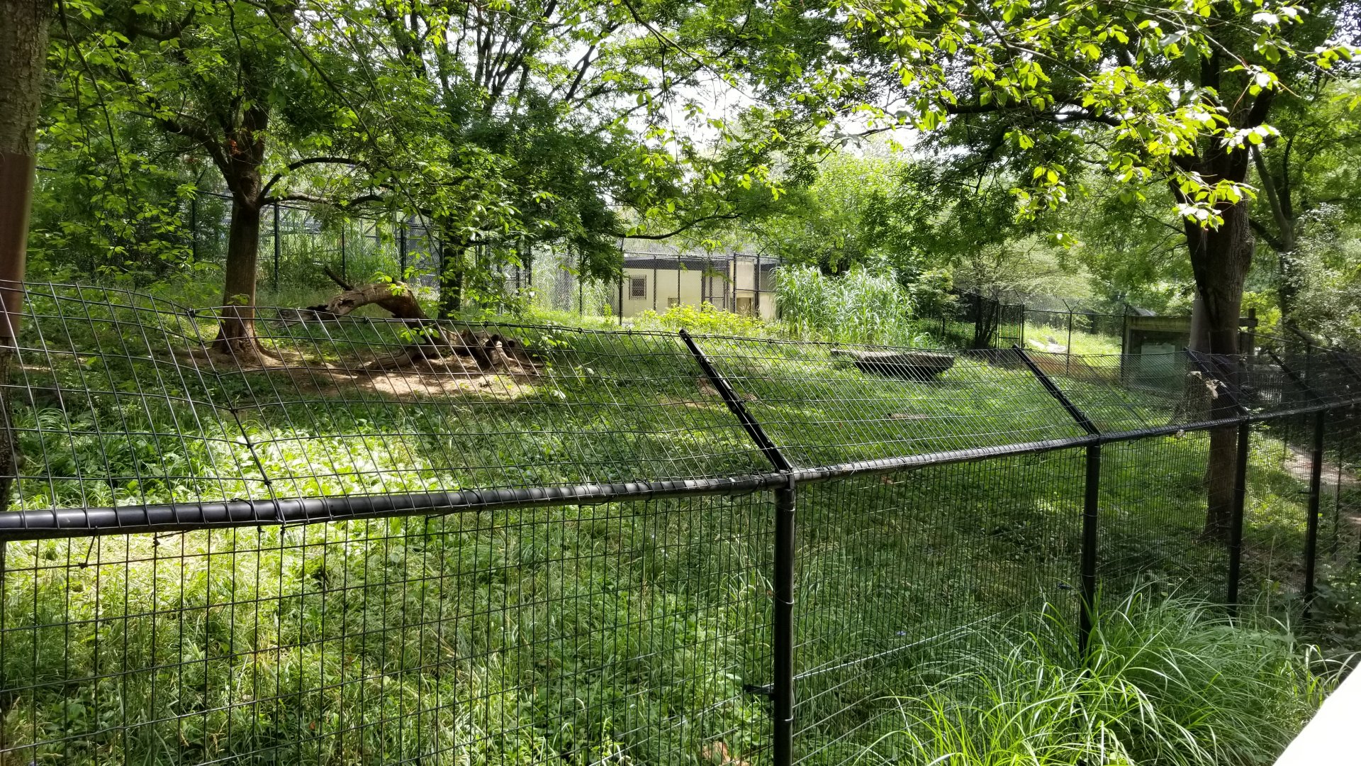 Maryland Zoo - Cheetahs