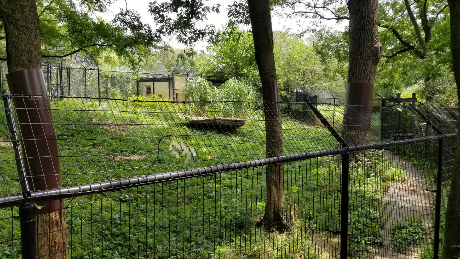 Maryland Zoo - Cheetahs