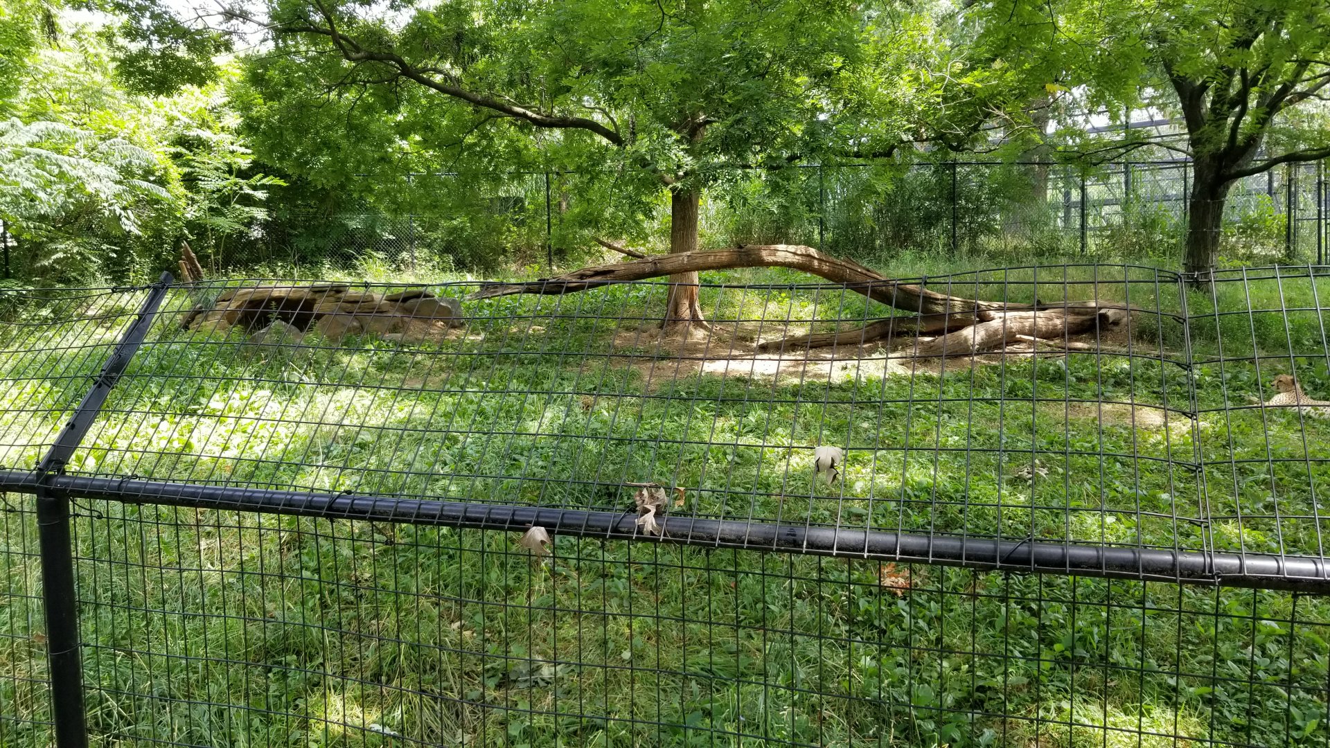 Maryland Zoo - Cheetahs