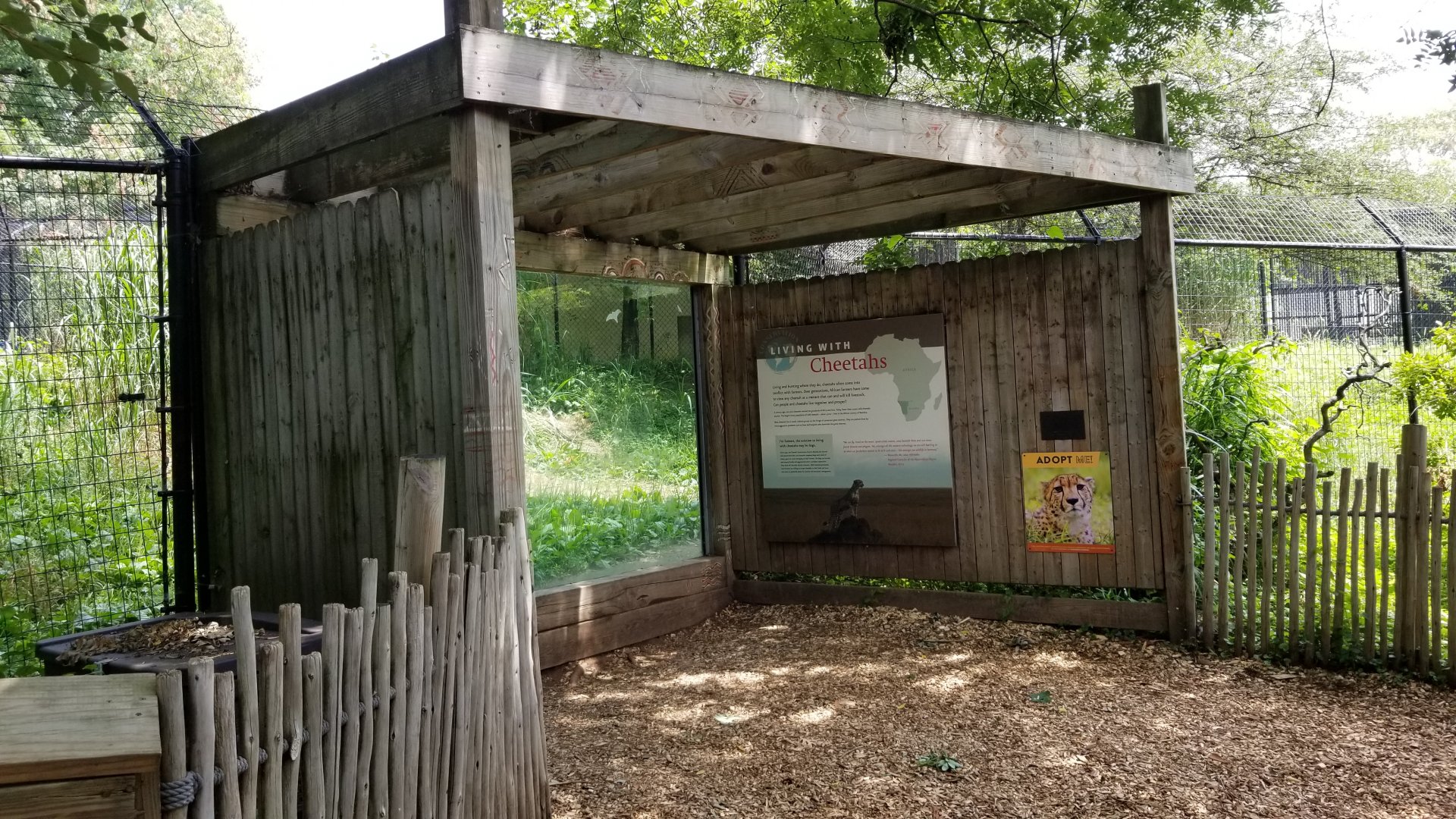 Maryland Zoo - Cheetahs