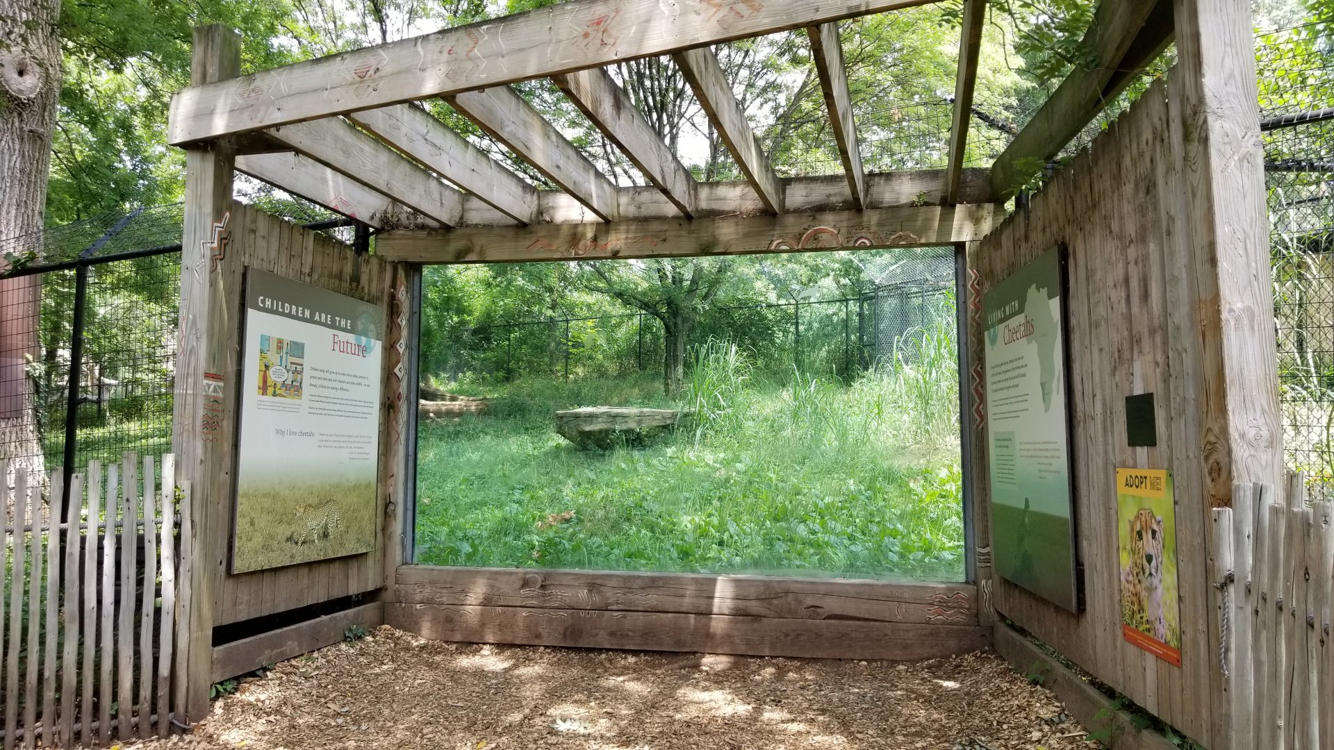 Maryland Zoo - Cheetahs