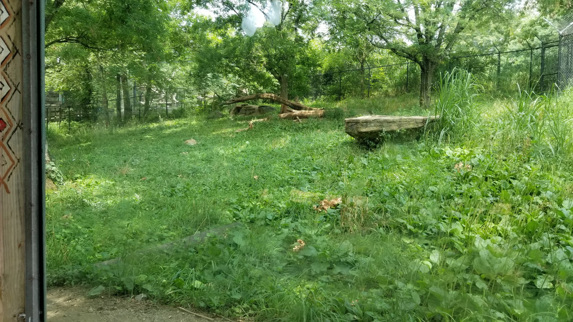 Maryland Zoo - Cheetahs