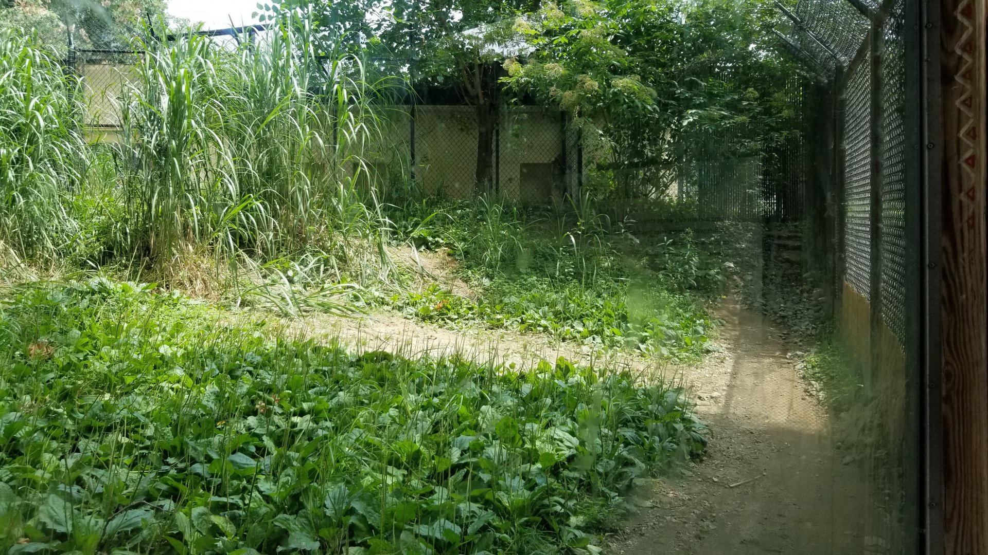 Maryland Zoo - Cheetahs