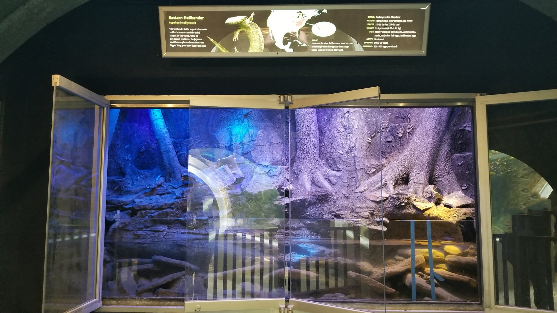 Maryland Zoo - Eastern hellbender updated