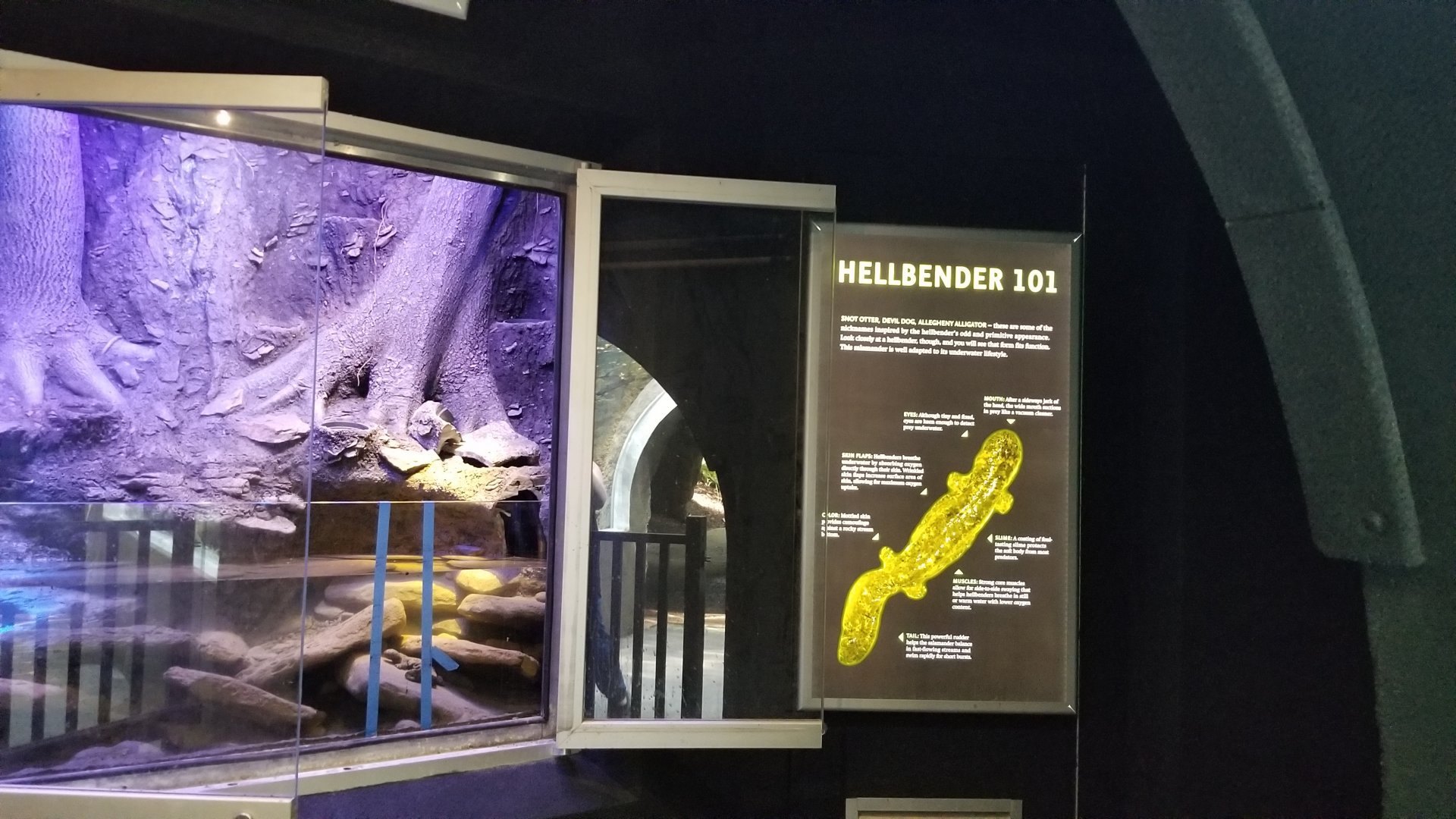 Maryland Zoo - Eastern hellbender updated