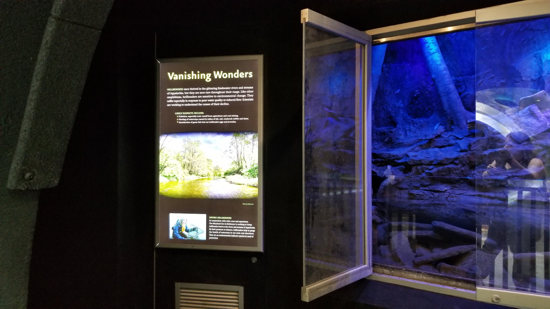 Maryland Zoo - Eastern hellbender updated