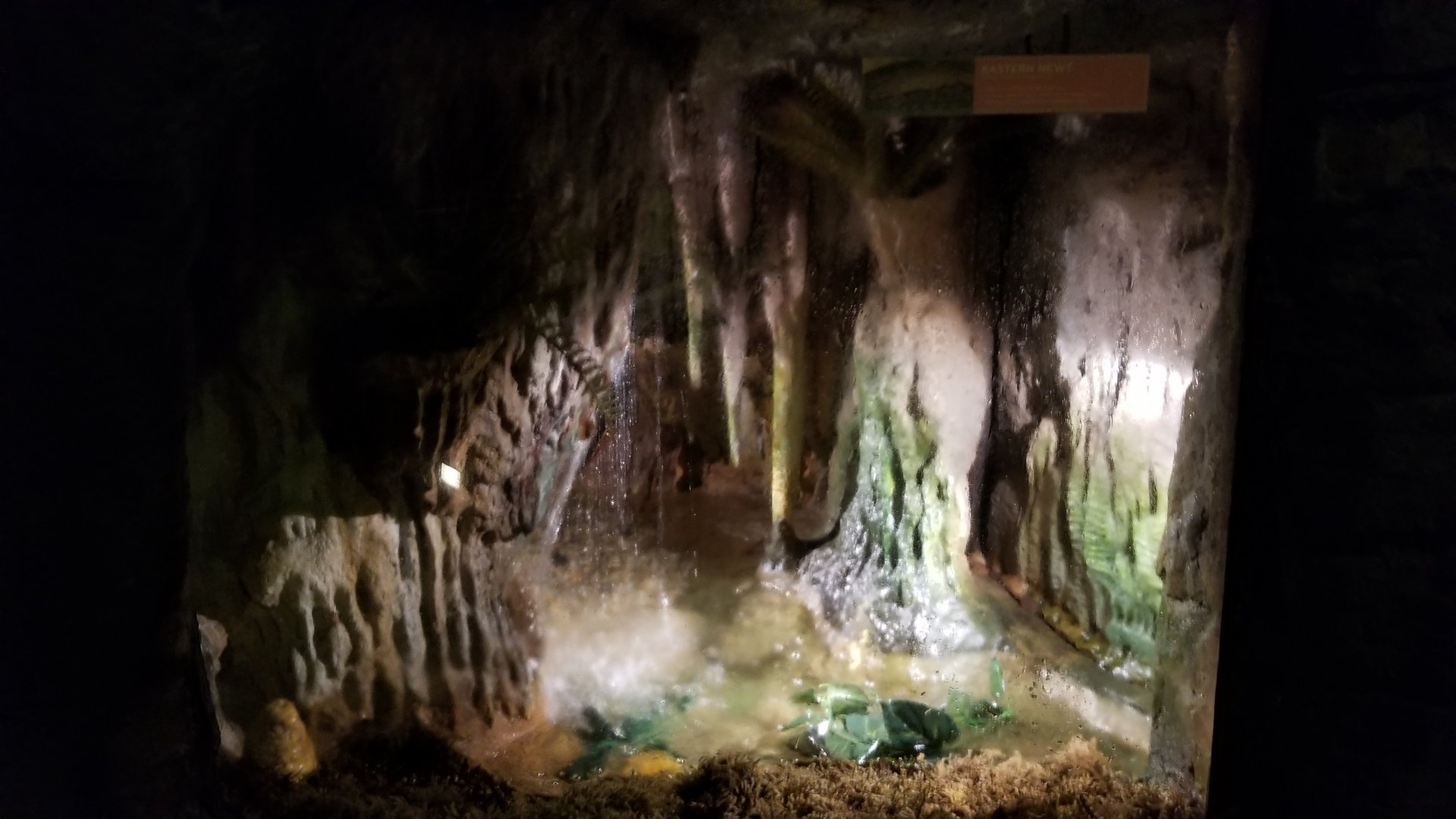 Maryland Zoo - Eastern newt