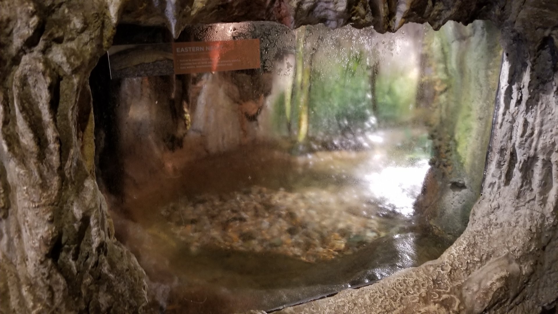 Maryland Zoo - Eastern newt