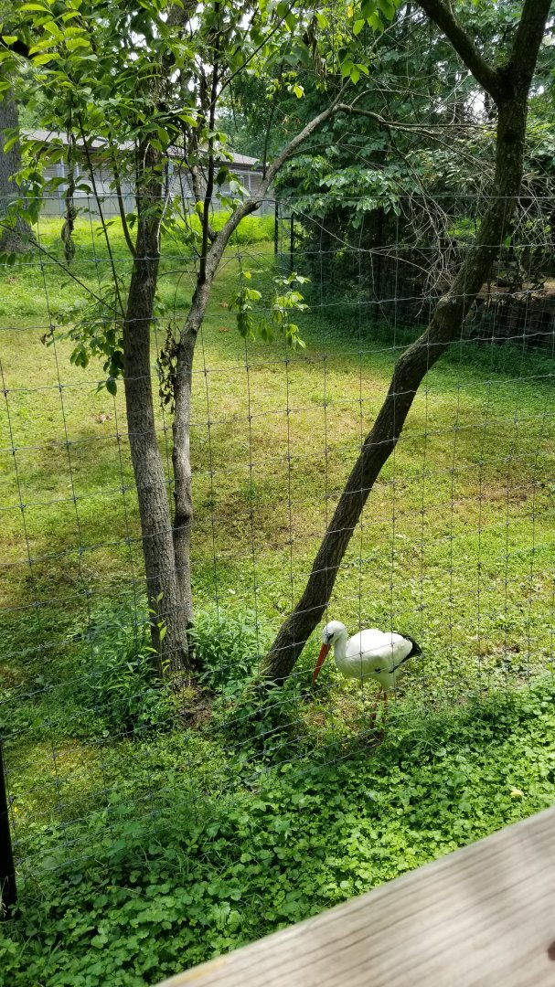 Maryland Zoo - European white stork (old male sitatunga exhibit)