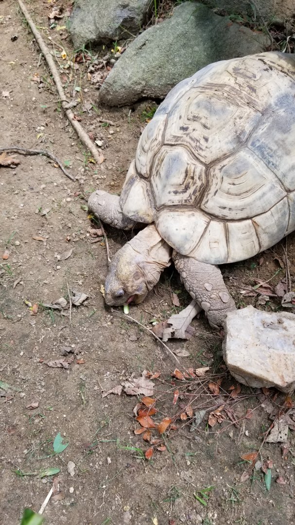 Maryland Zoo - Fern the leopard tortoise