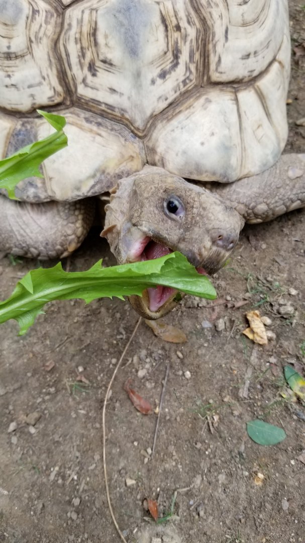Maryland Zoo - Fern the leopard tortoise