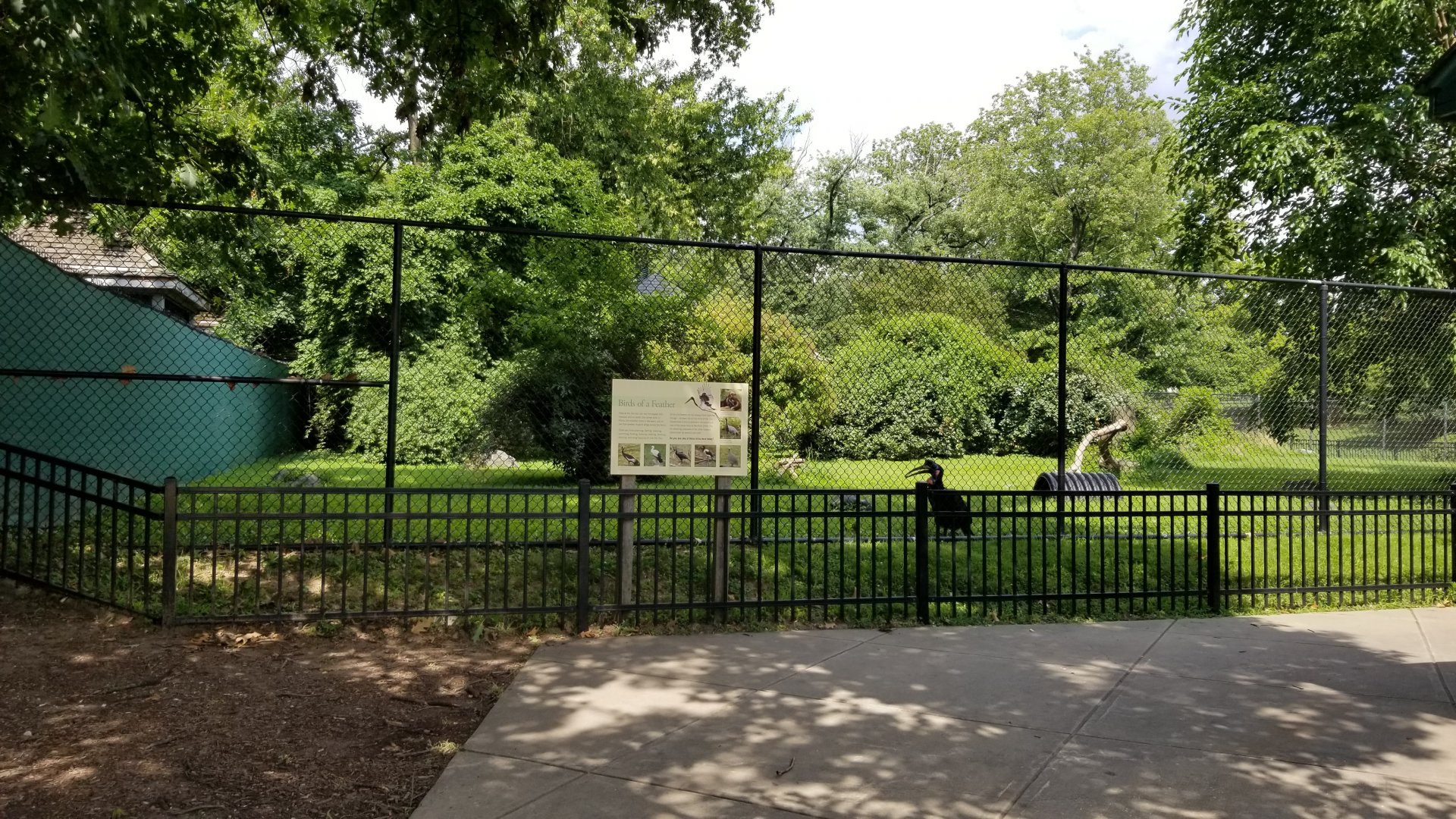 Maryland Zoo - Front northern ground hornbill exhibit
