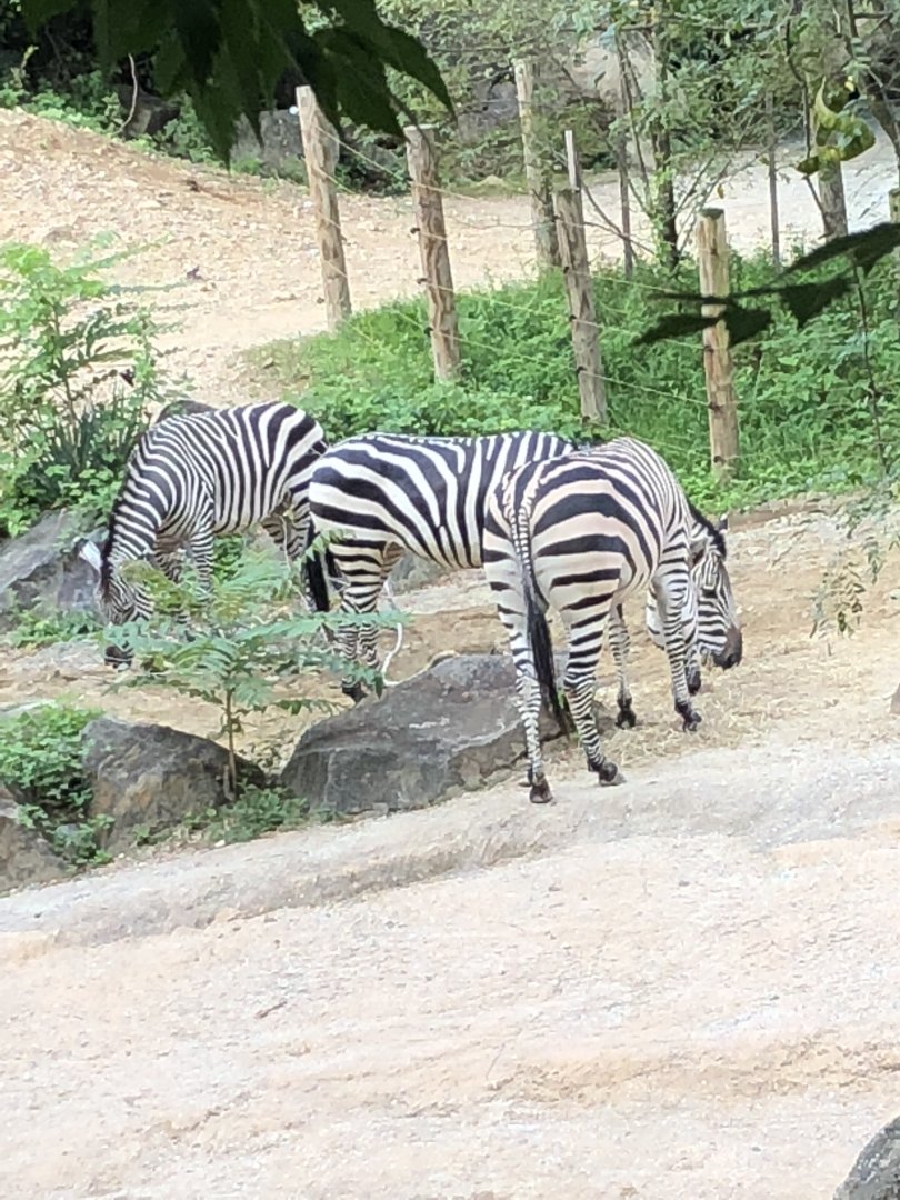 Maryland Zoo Grant’s Zebras
