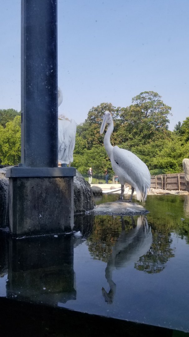 Maryland Zoo - Great white pelicans