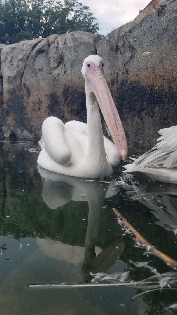 Maryland Zoo - Great white pelicans
