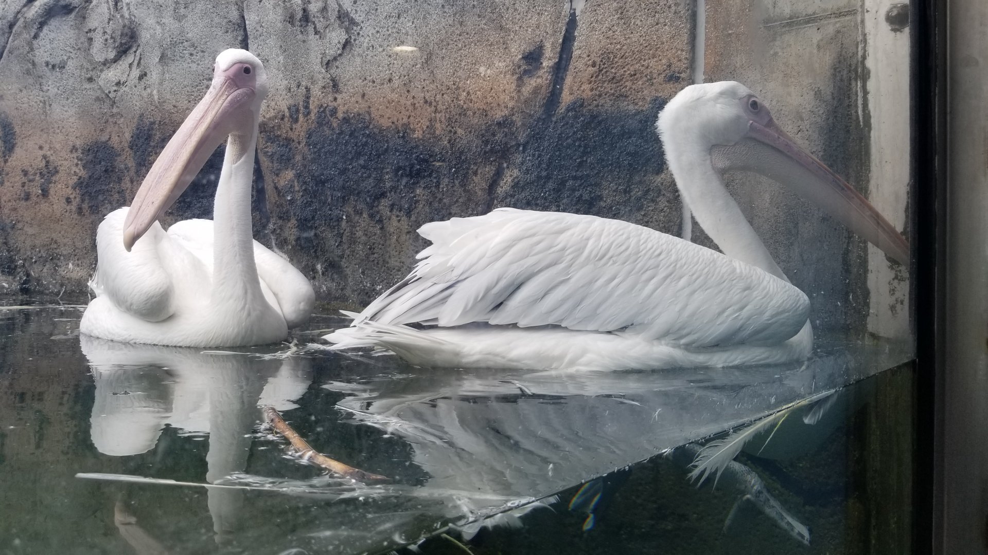 Maryland Zoo - Great white pelicans