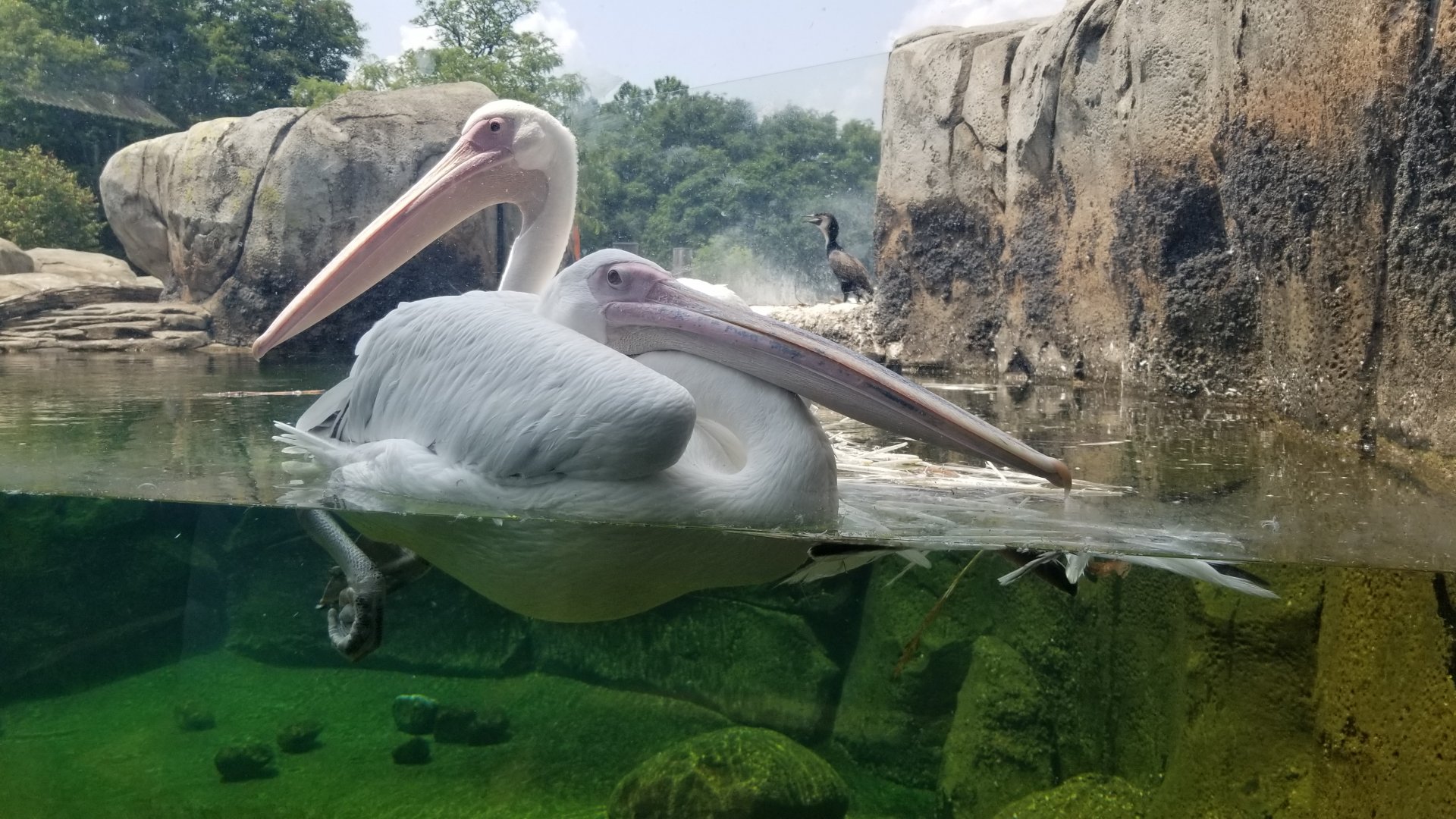 Maryland Zoo - Great white pelicans