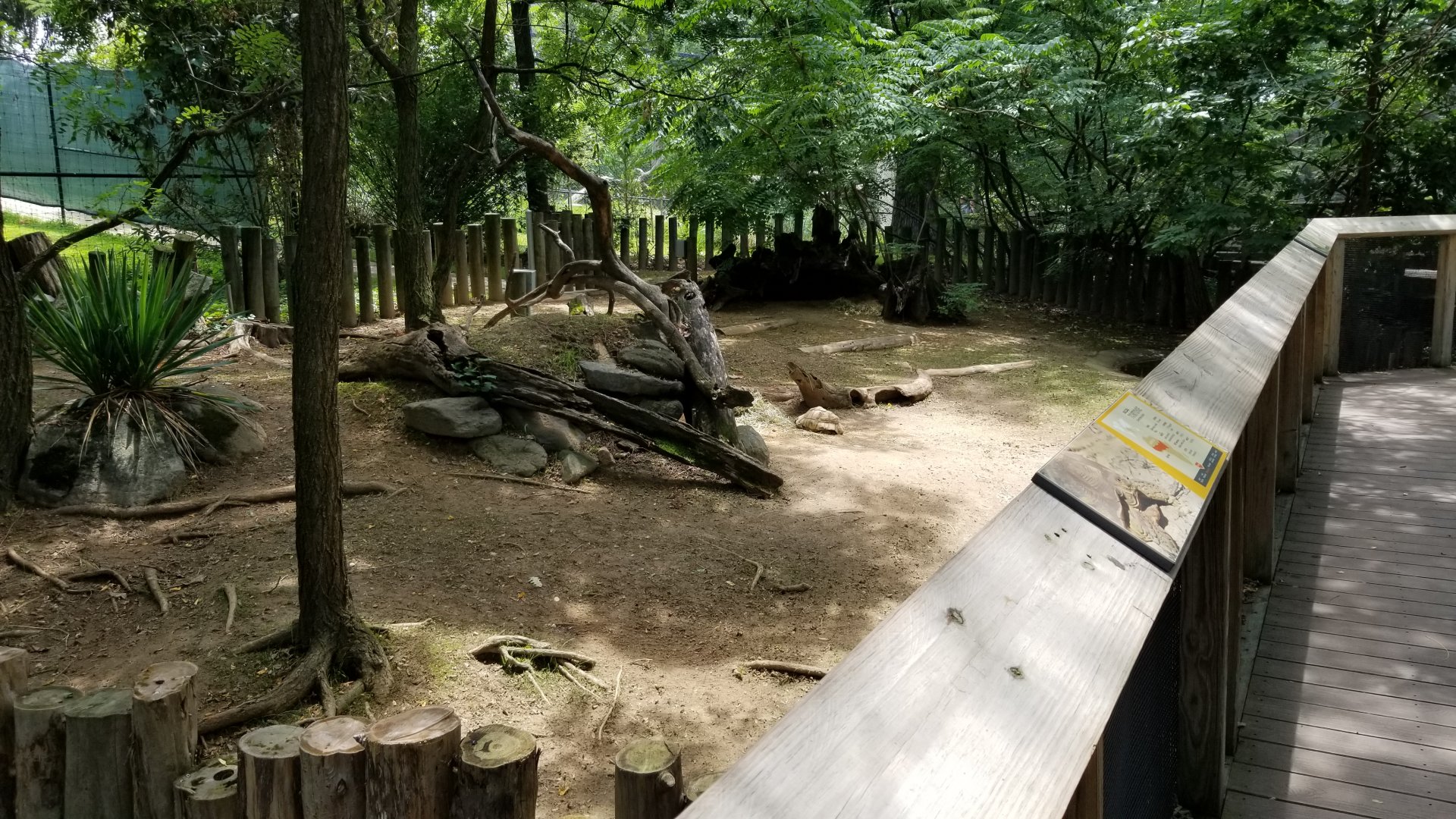 Maryland Zoo - Leopard tortoise, female Sulcatas