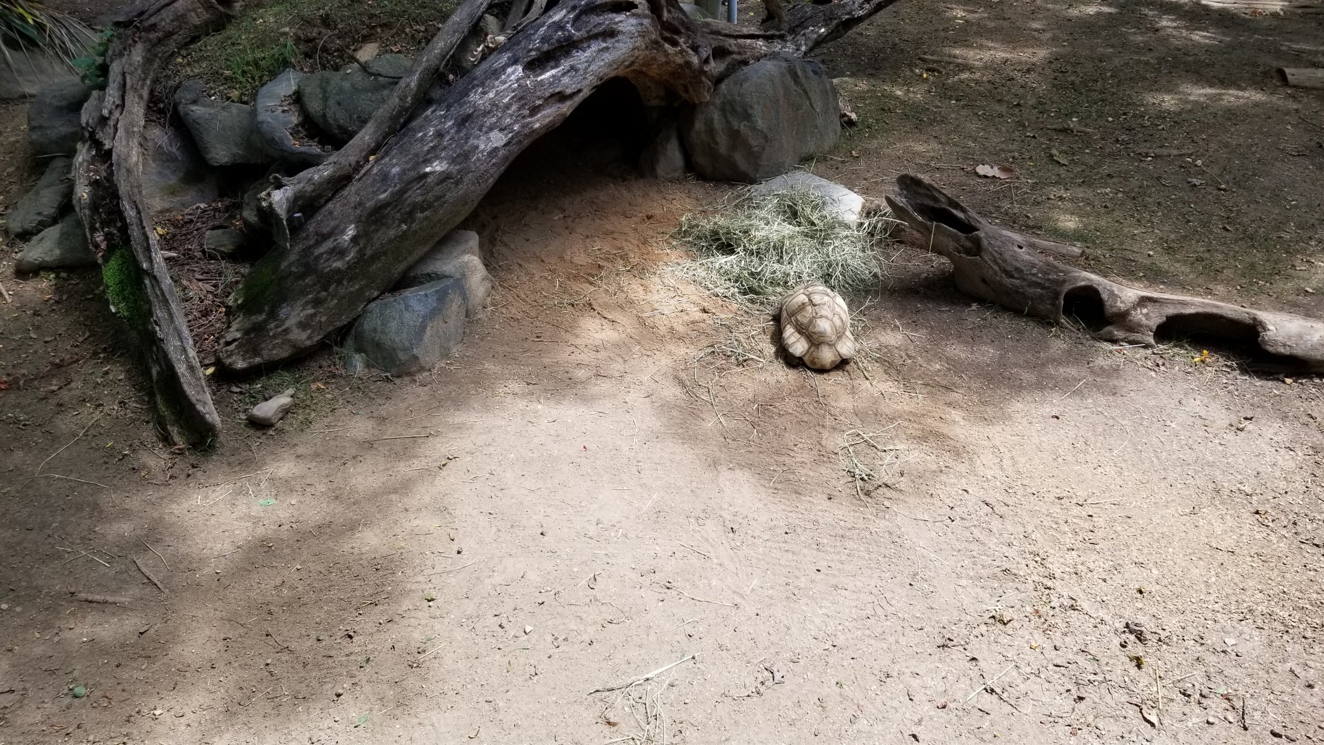 Maryland Zoo - Leopard tortoise