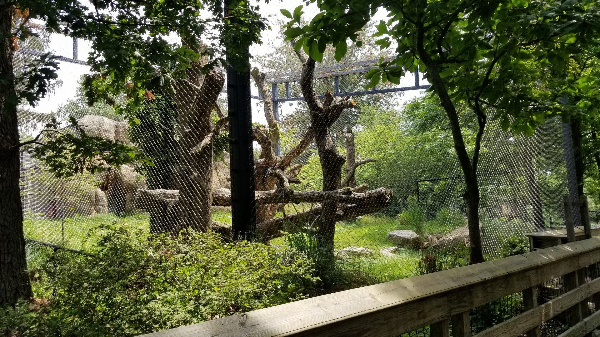 Maryland Zoo - Leopard