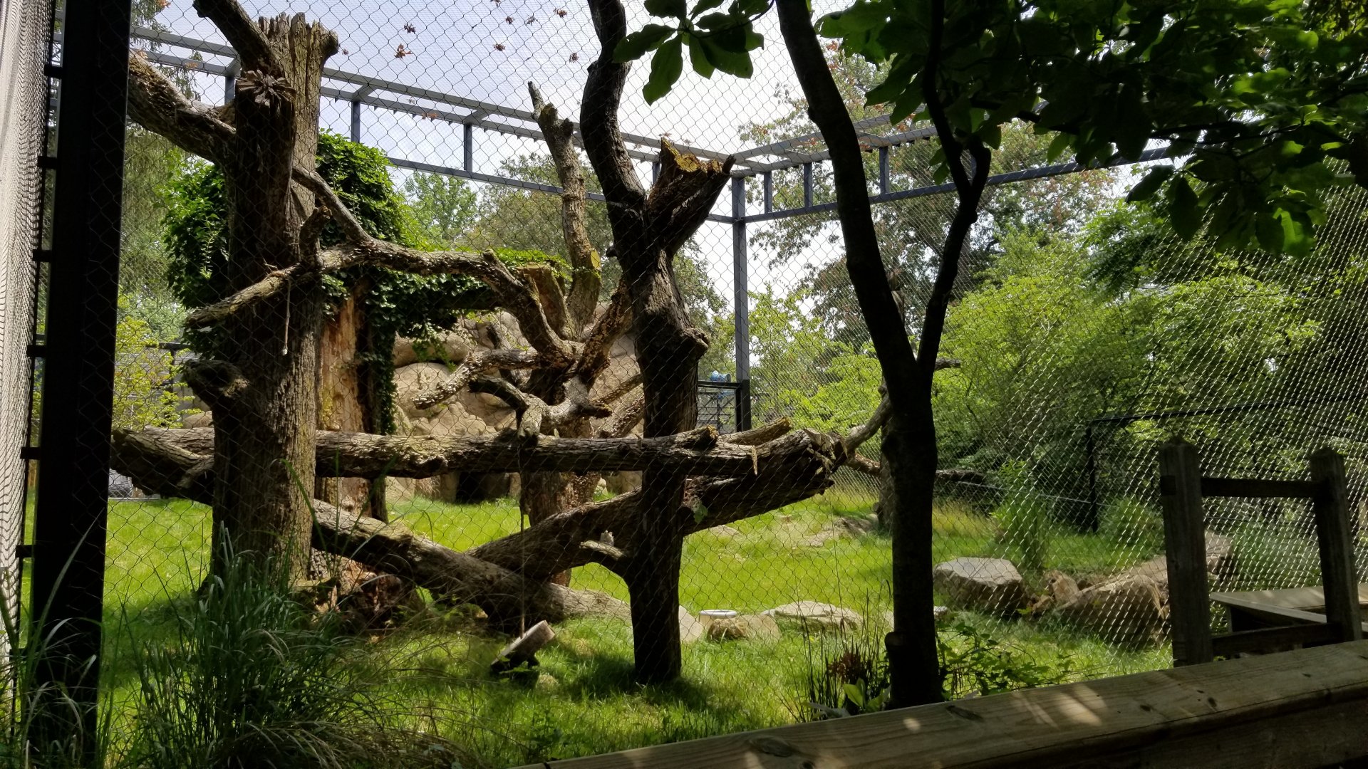 Maryland Zoo - Leopard