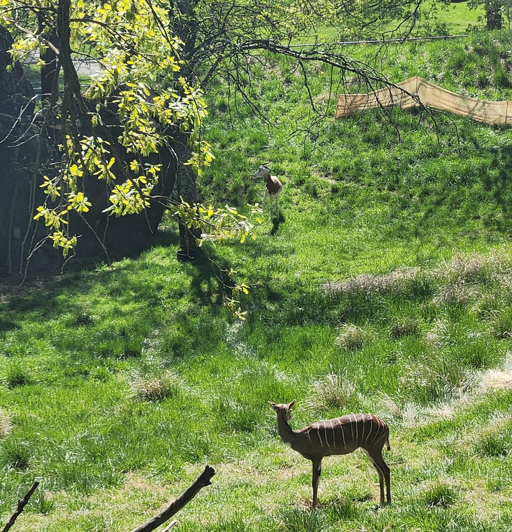 Maryland Zoo - Lesser Kudu + Addra Gazelle exhibit
