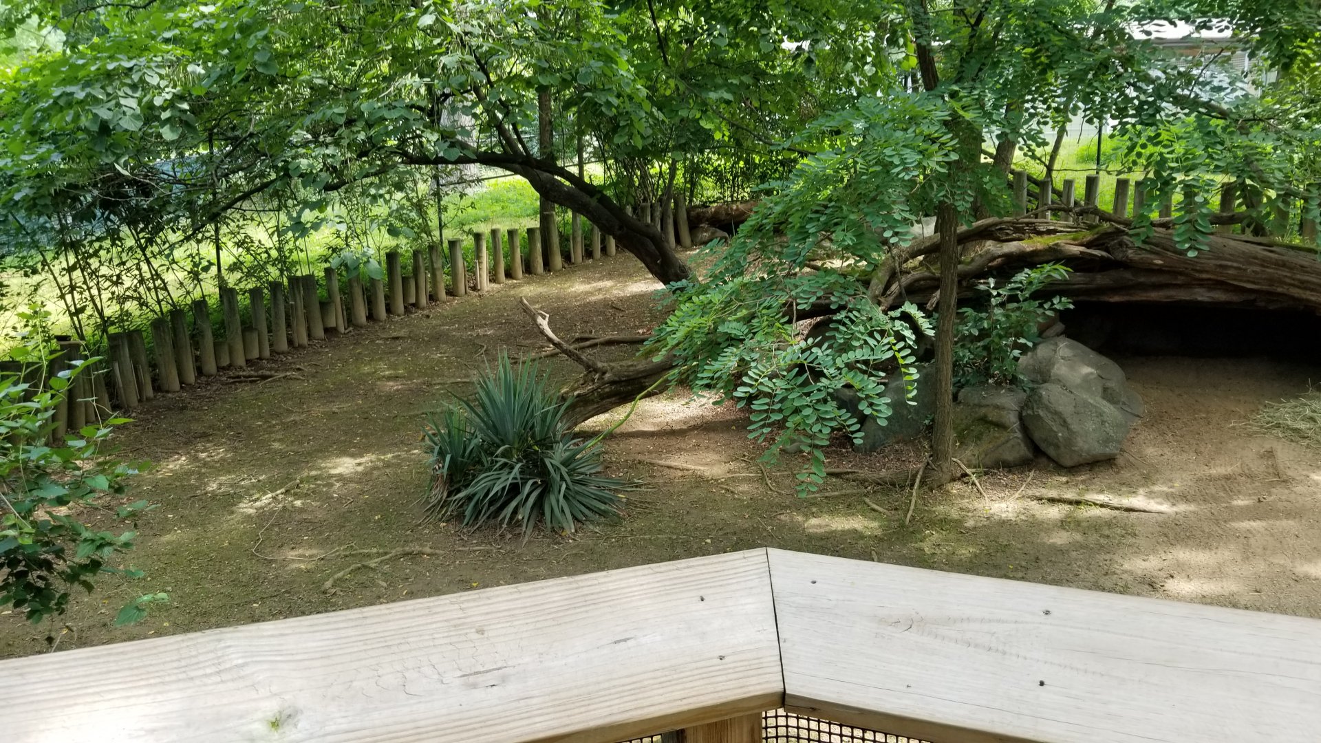 Maryland Zoo - male Sulcata exhibit