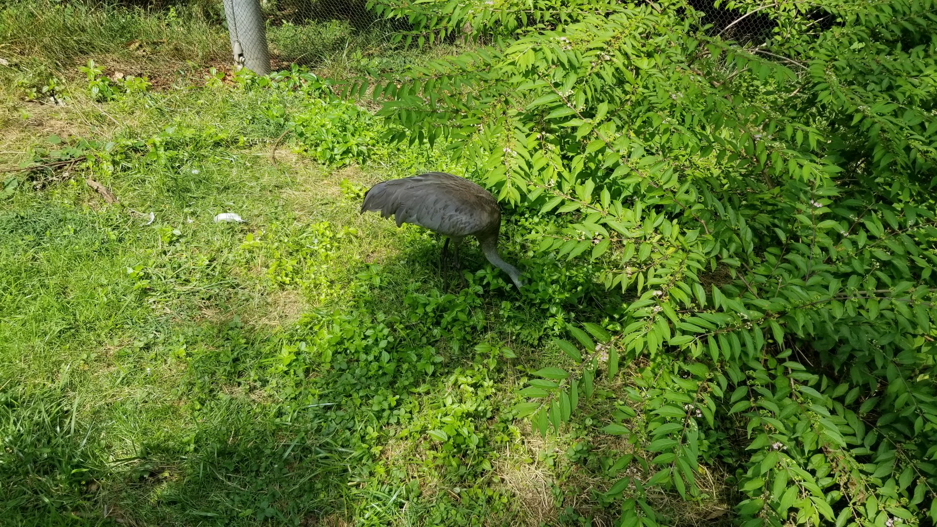 Maryland Zoo - Maryland Aviary