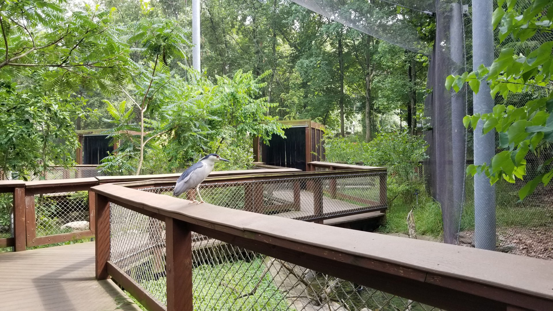 Maryland Zoo - Maryland Aviary