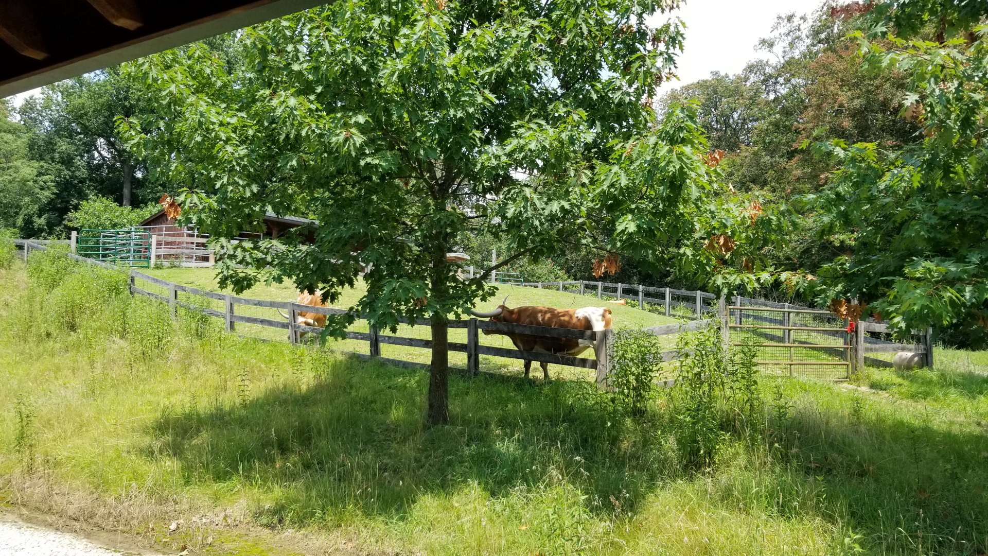Maryland Zoo - Miniature texas longhorns