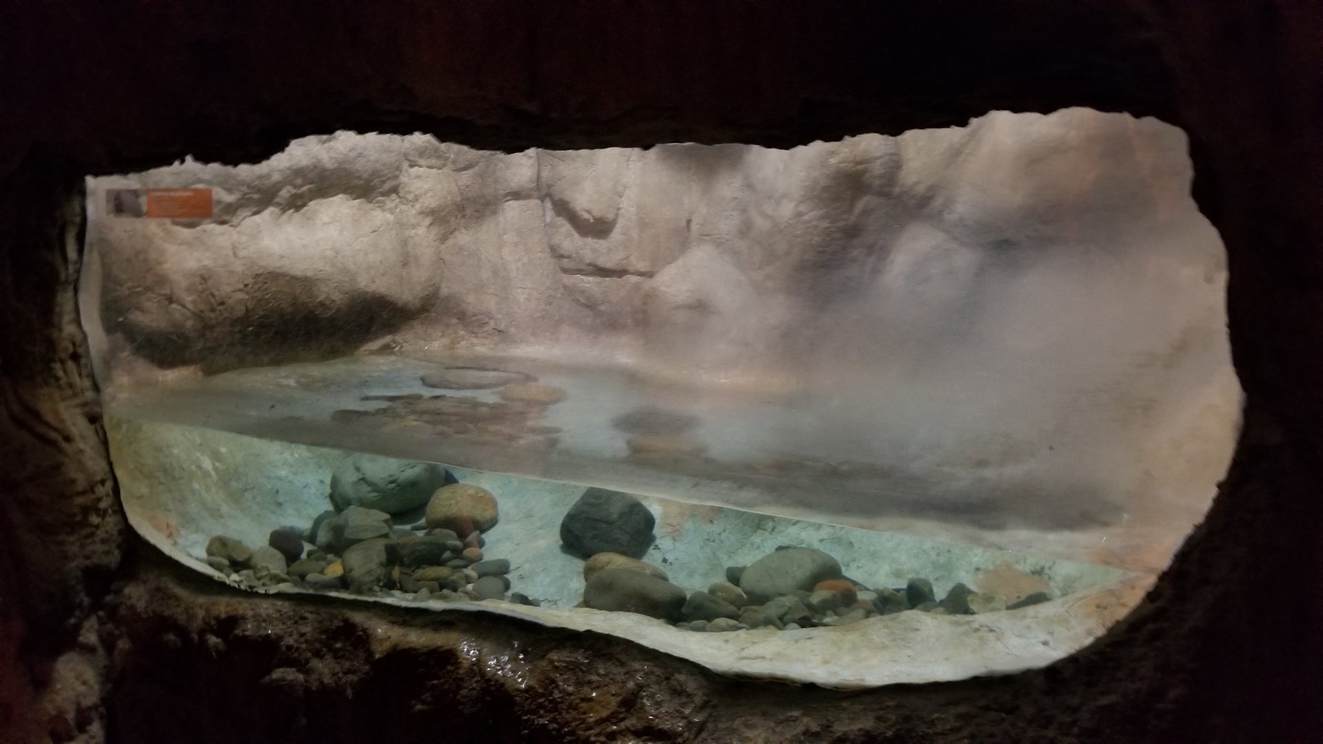 Maryland Zoo - Mudpuppy
