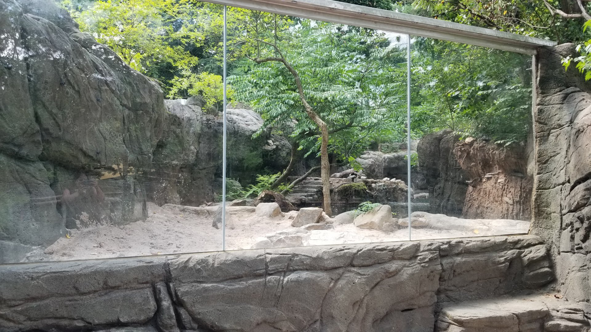 Maryland Zoo - NA River Otter updated