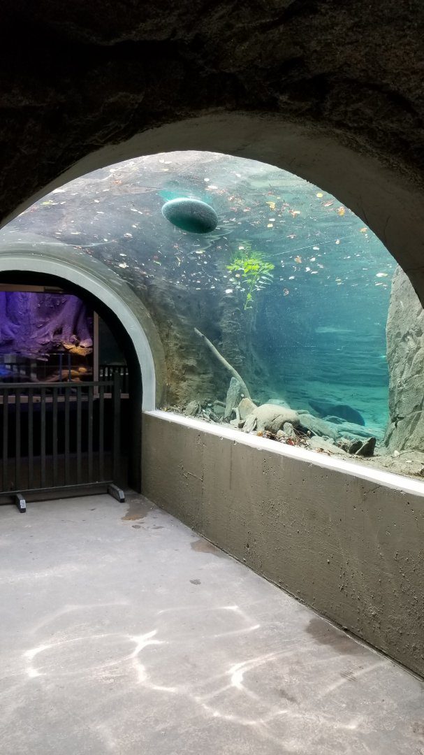 Maryland Zoo - NA River Otter updated