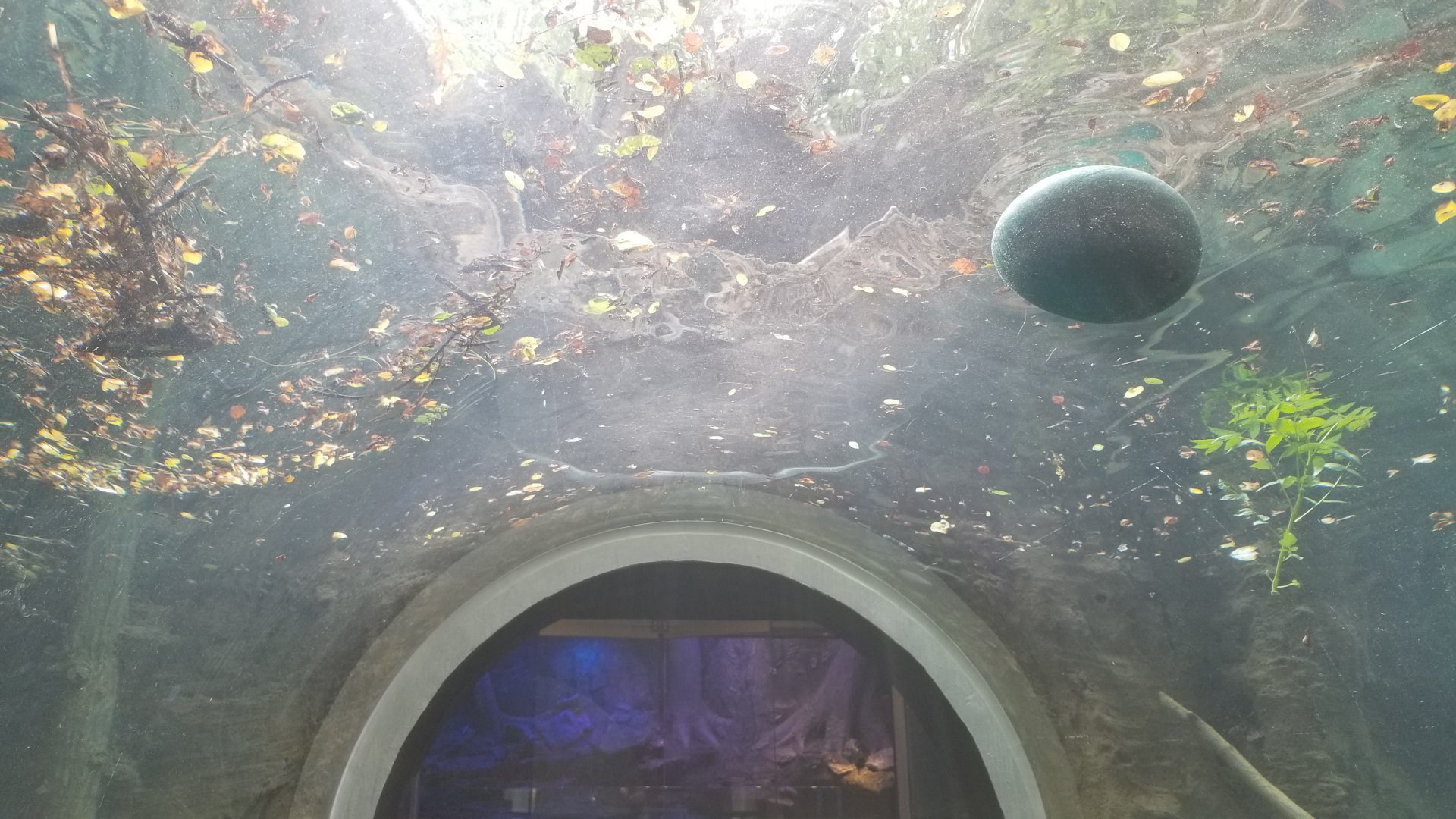 Maryland Zoo - NA River Otter updated