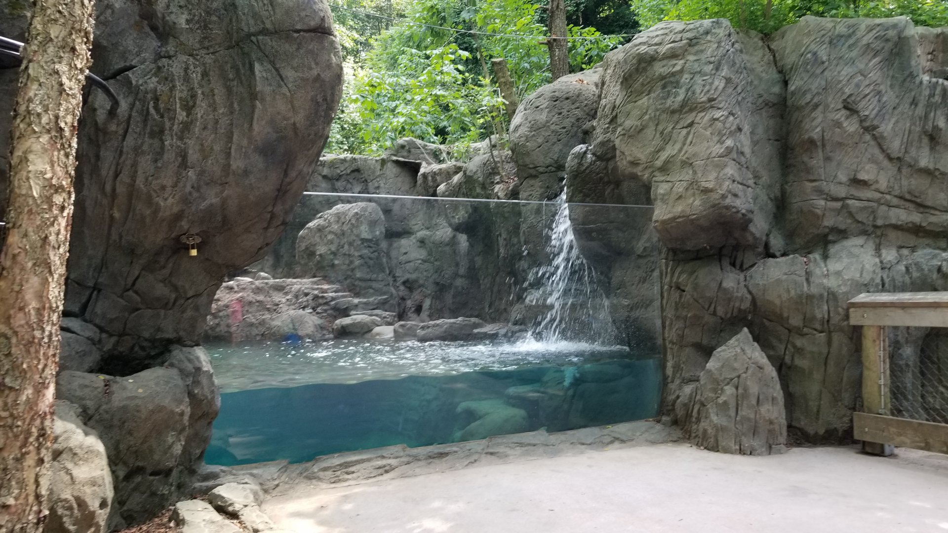 Maryland Zoo - NA River Otter updated