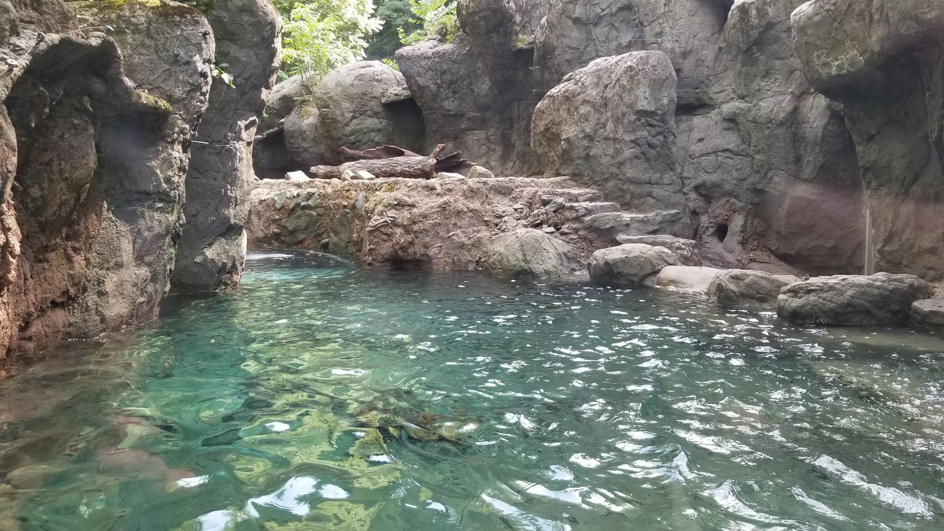 Maryland Zoo - NA River Otter updated