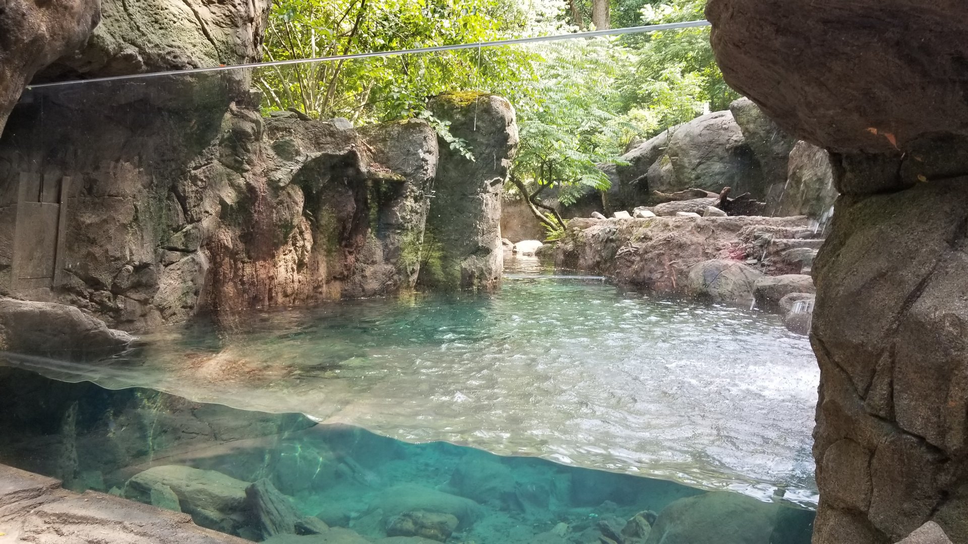 Maryland Zoo - NA River Otter updated