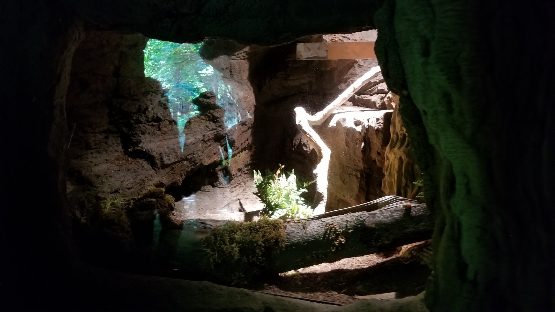 Maryland Zoo - Northern copperhead