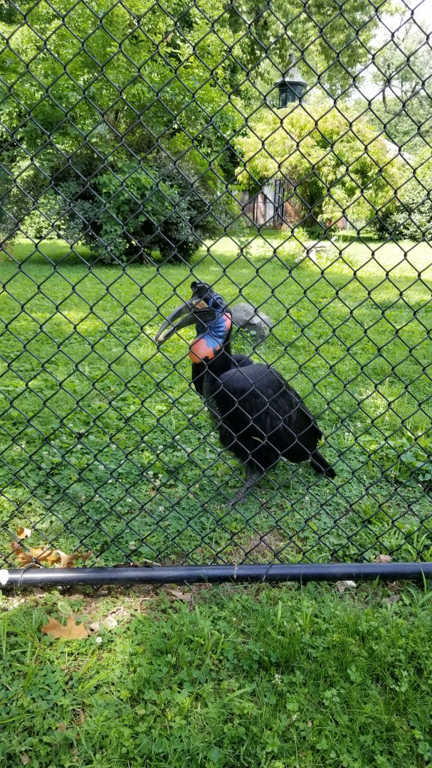Maryland Zoo - Northern ground hornbill