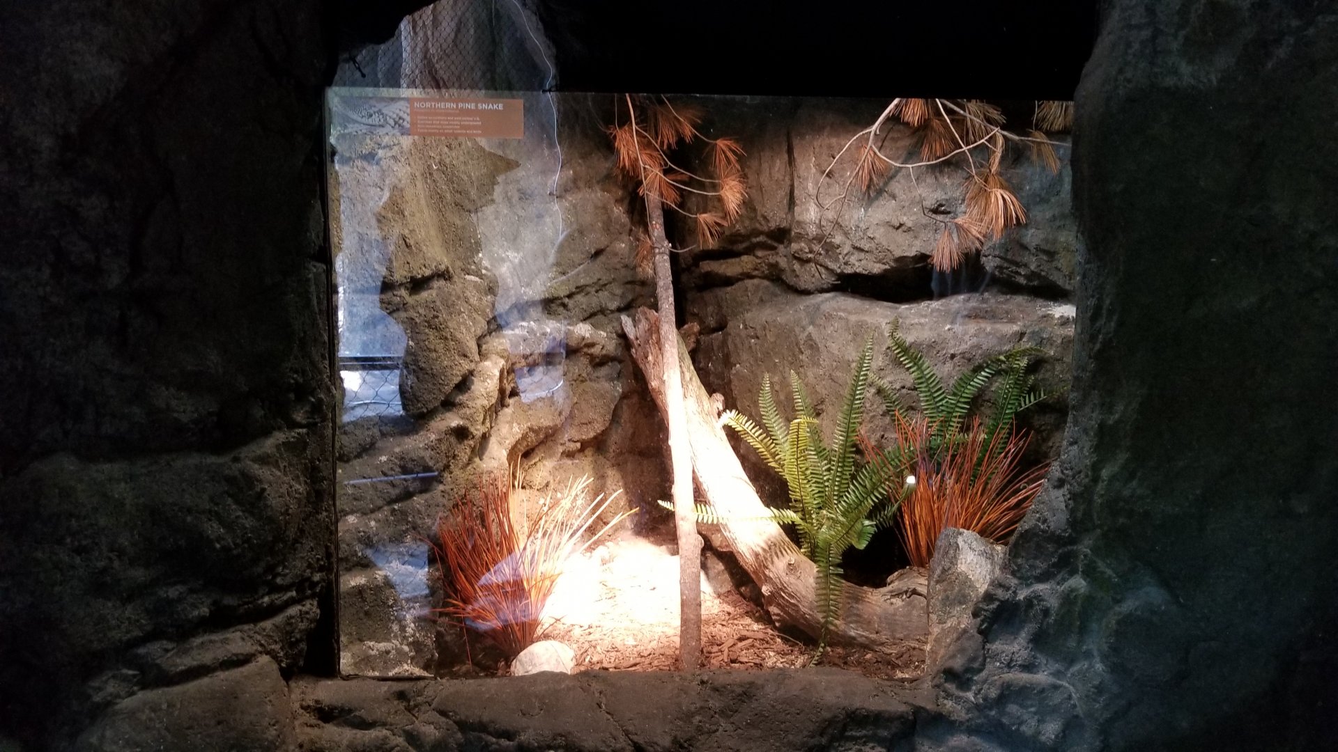 Maryland Zoo - Northern pine snake